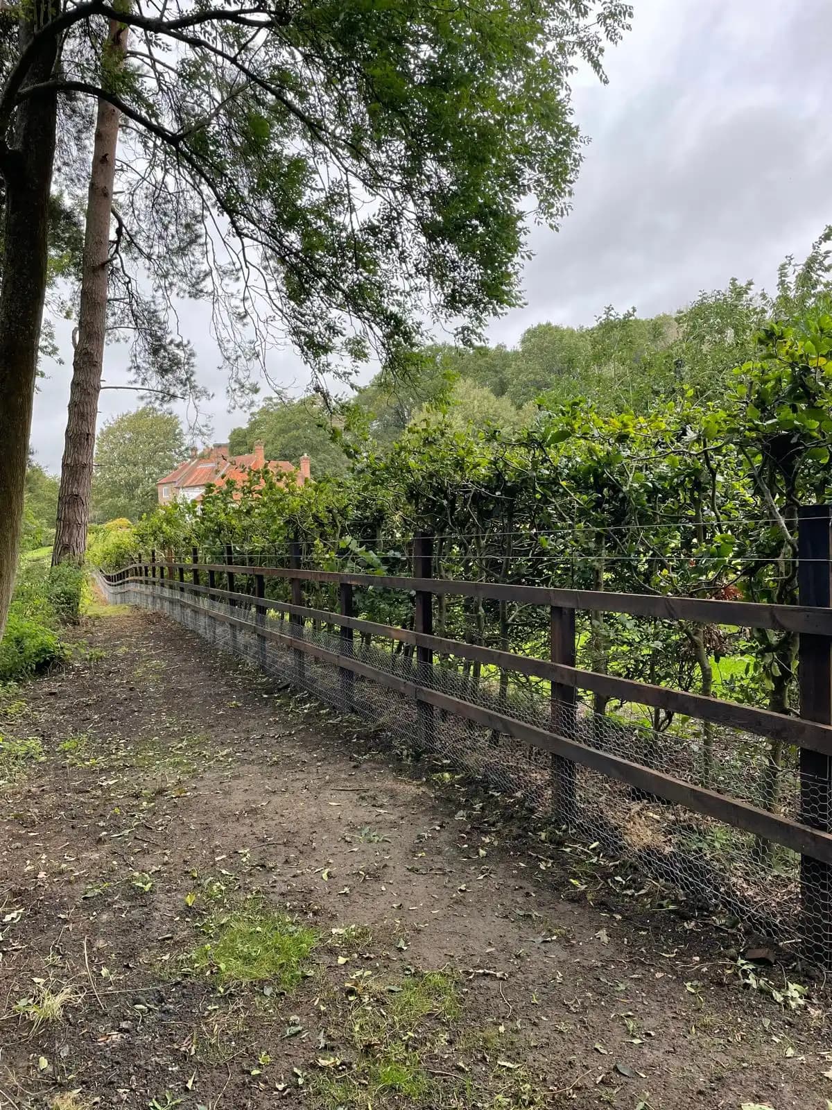 Black post and rail fence following a hedge line