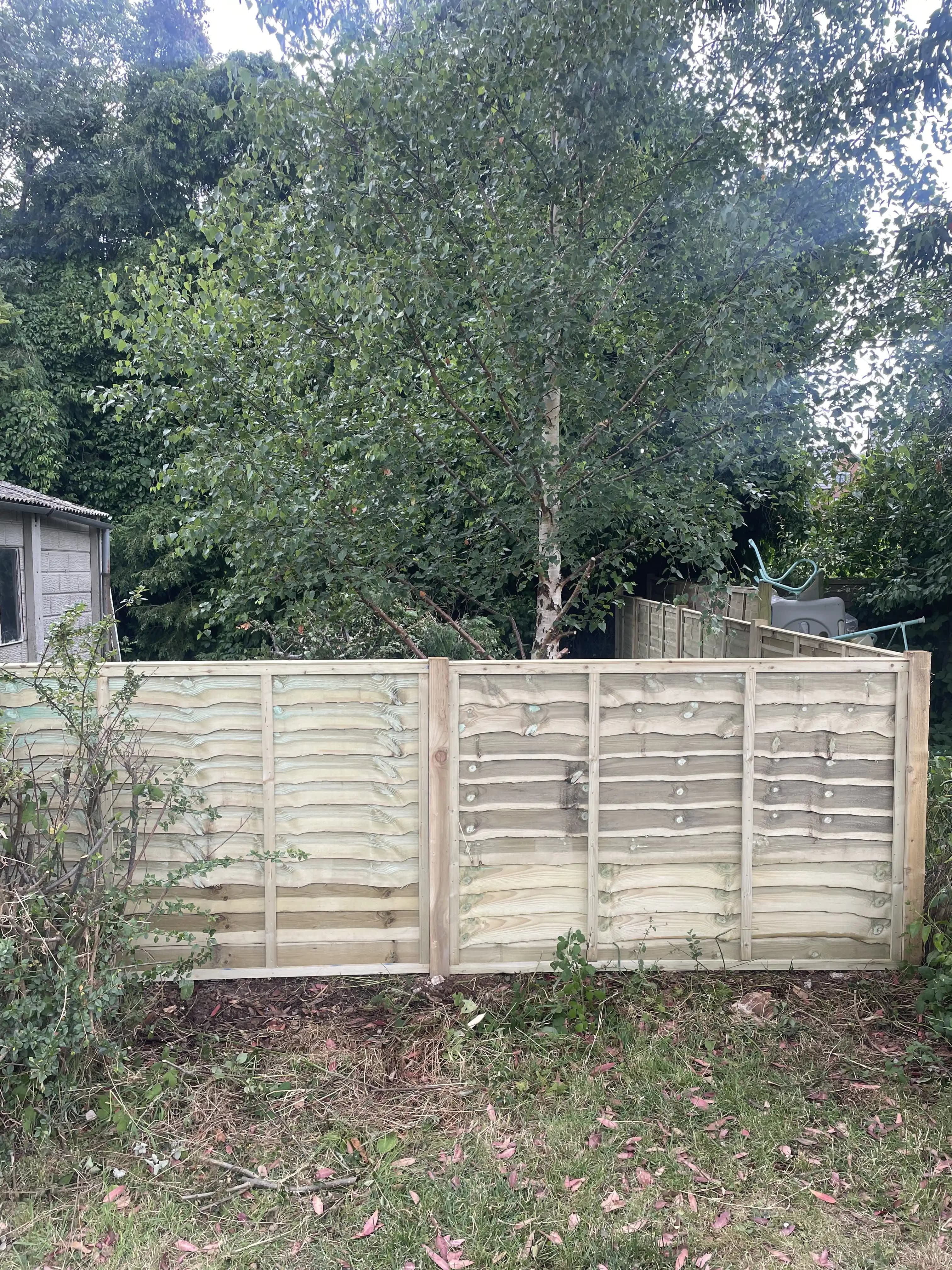 Closeboard fence behind a small tree in a back garden