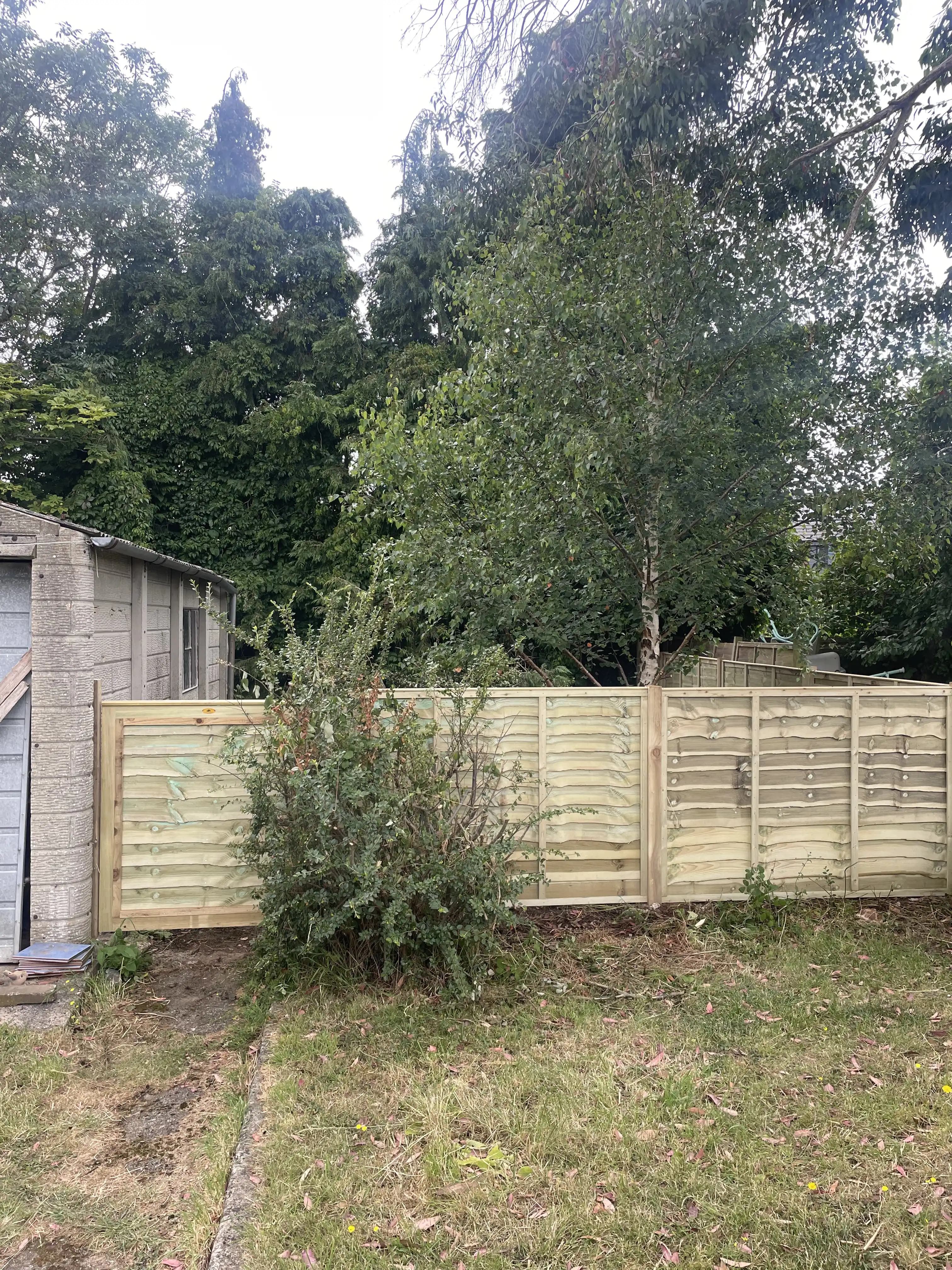 Closeboard fence behind shrubs in a garden border