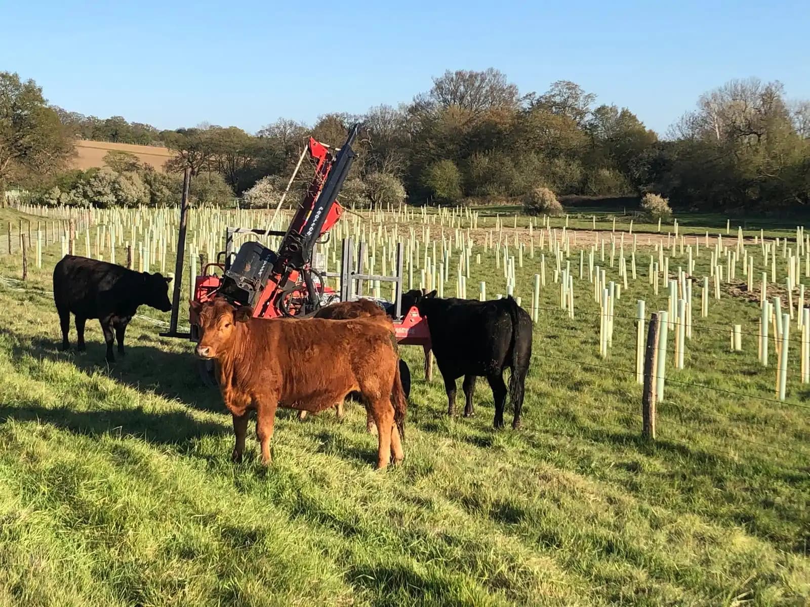 Post and rail livestock fencing around a field with cattle