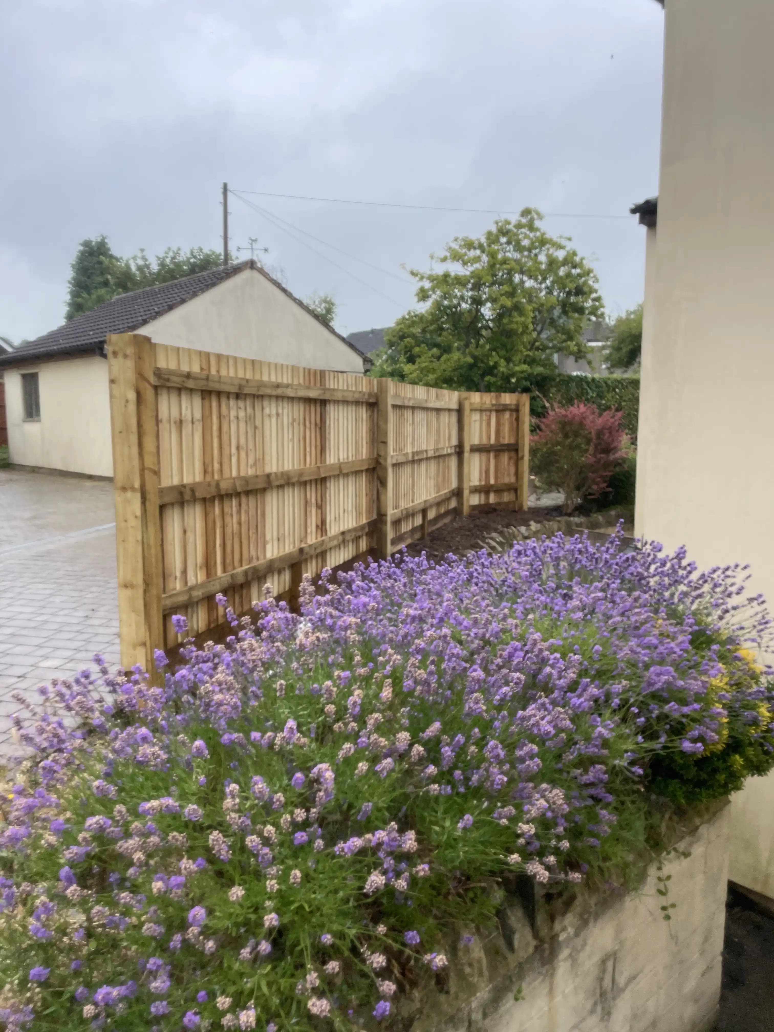 Closeboard fence behind a planter filled with purple flowers